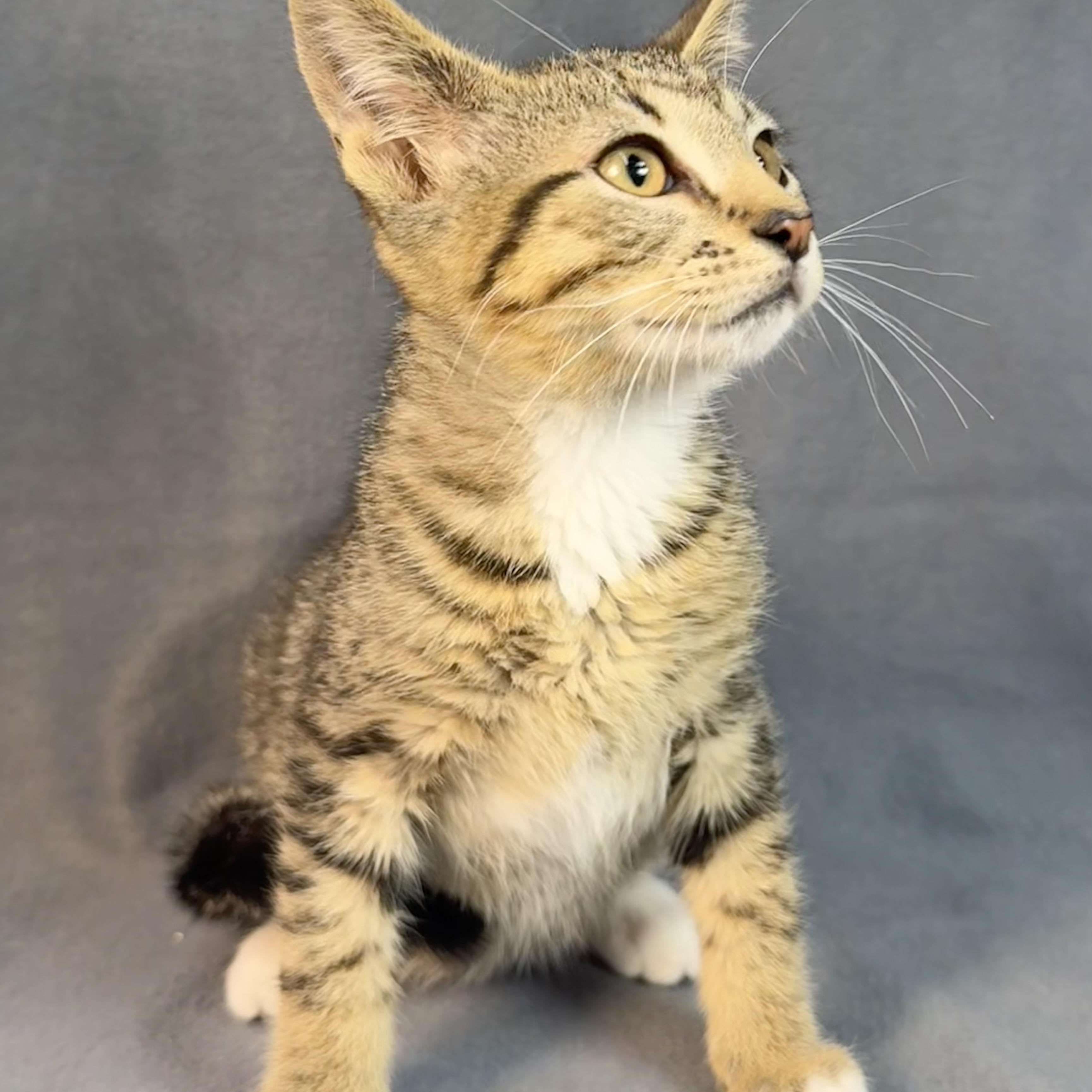 Enlarge James, a Adoptable Tabby in Minneapolis, MN image 1/4