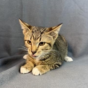 Enlarge James, a Adoptable Tabby in Minneapolis, MN image 2/4