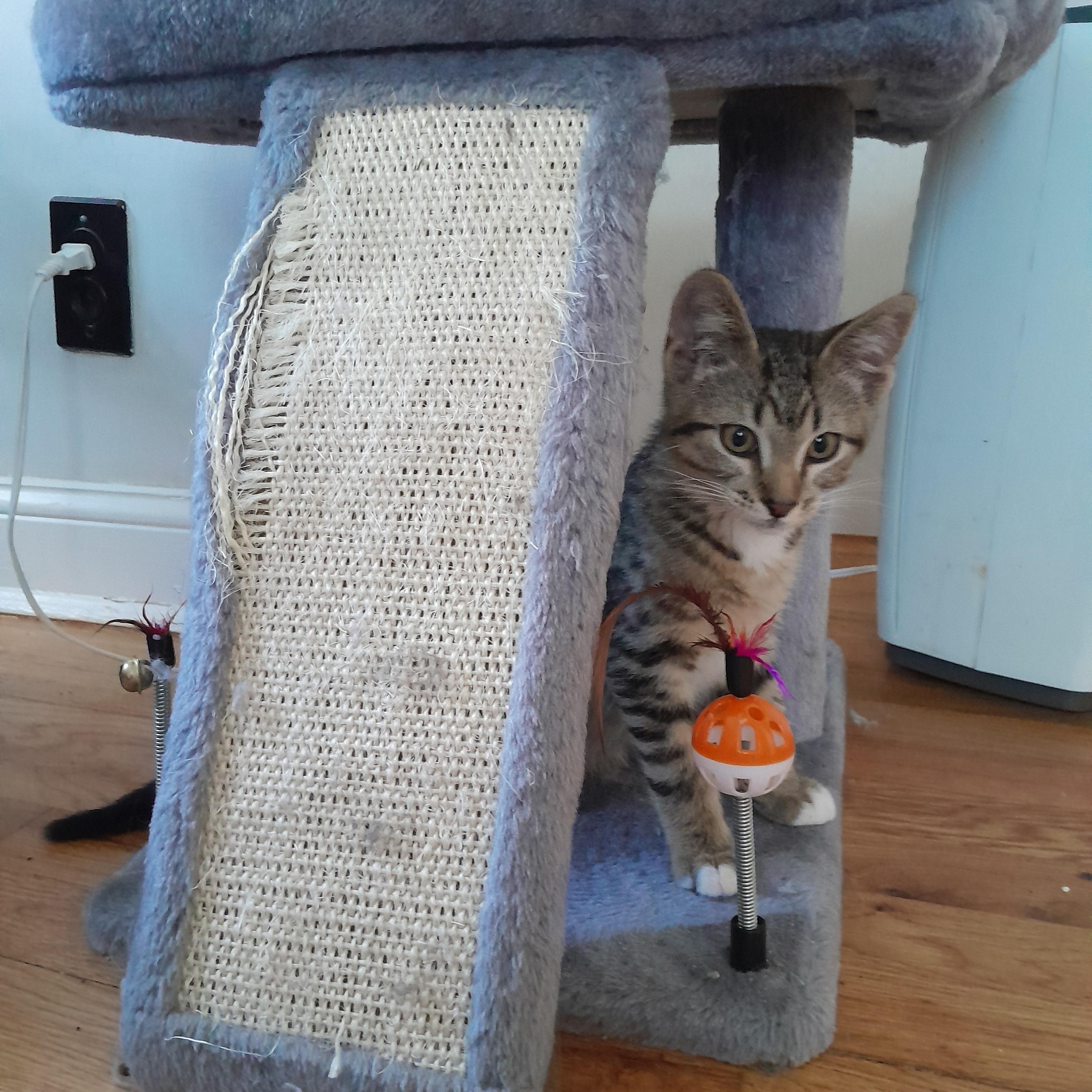 Enlarge James, a Adoptable Tabby in Minneapolis, MN image 2/2