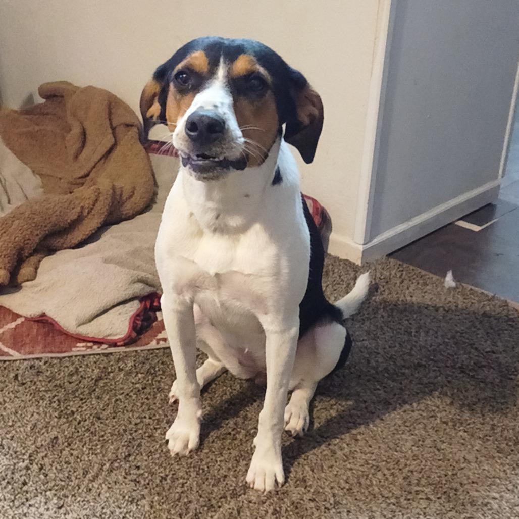 Foxy, Adoptable, Young Female American Foxhound & Jack Russell Terrier.