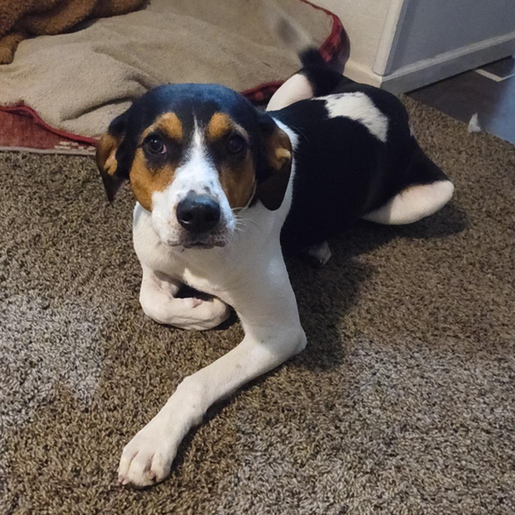 Enlarge Foxy, a Adoptable mixed breed in Pittsburg, KS image 2/2