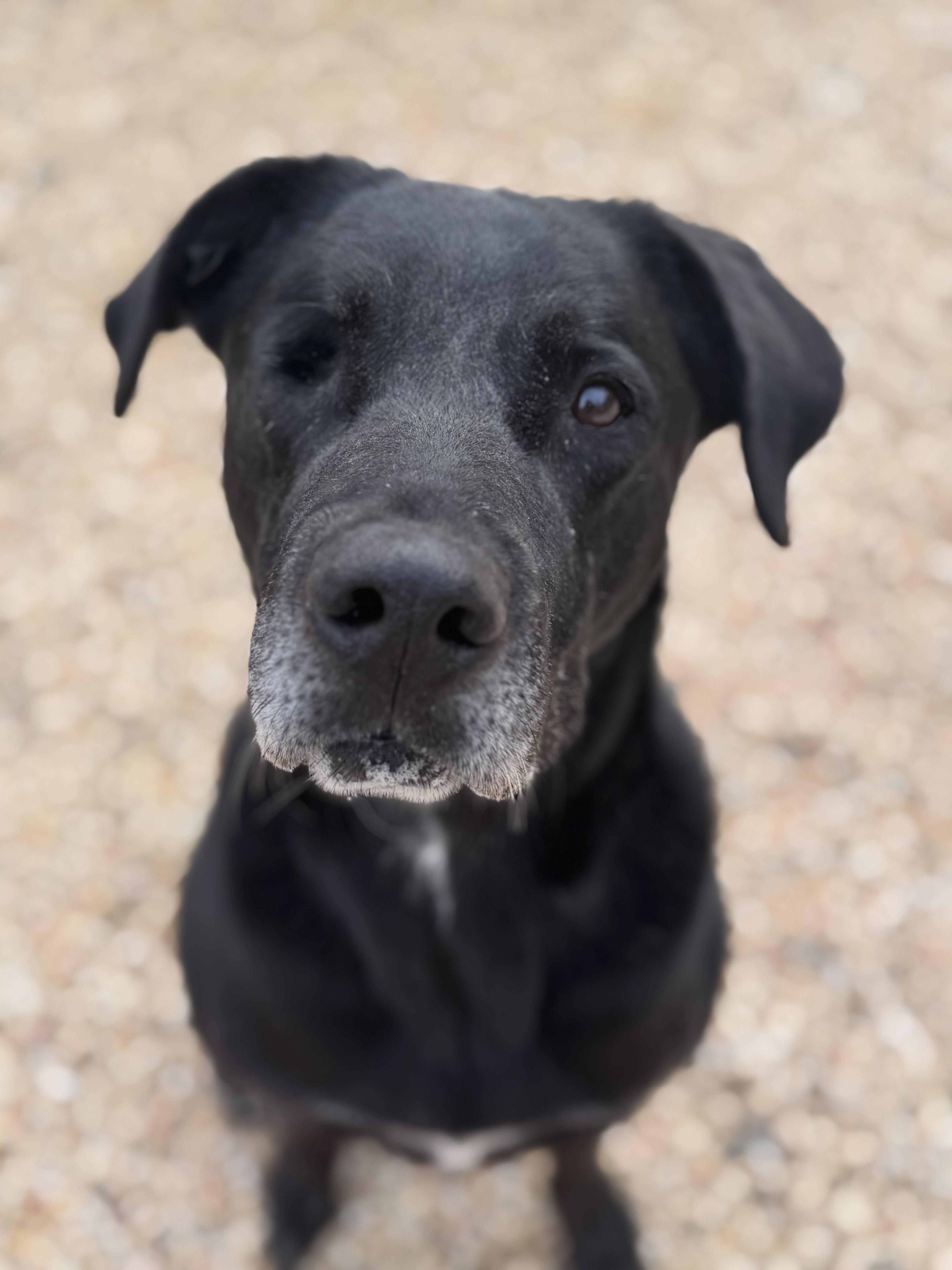 Enlarge Ranger, a ADOPTABLE Black Labrador Retriever in Monroe, NC image 1/3