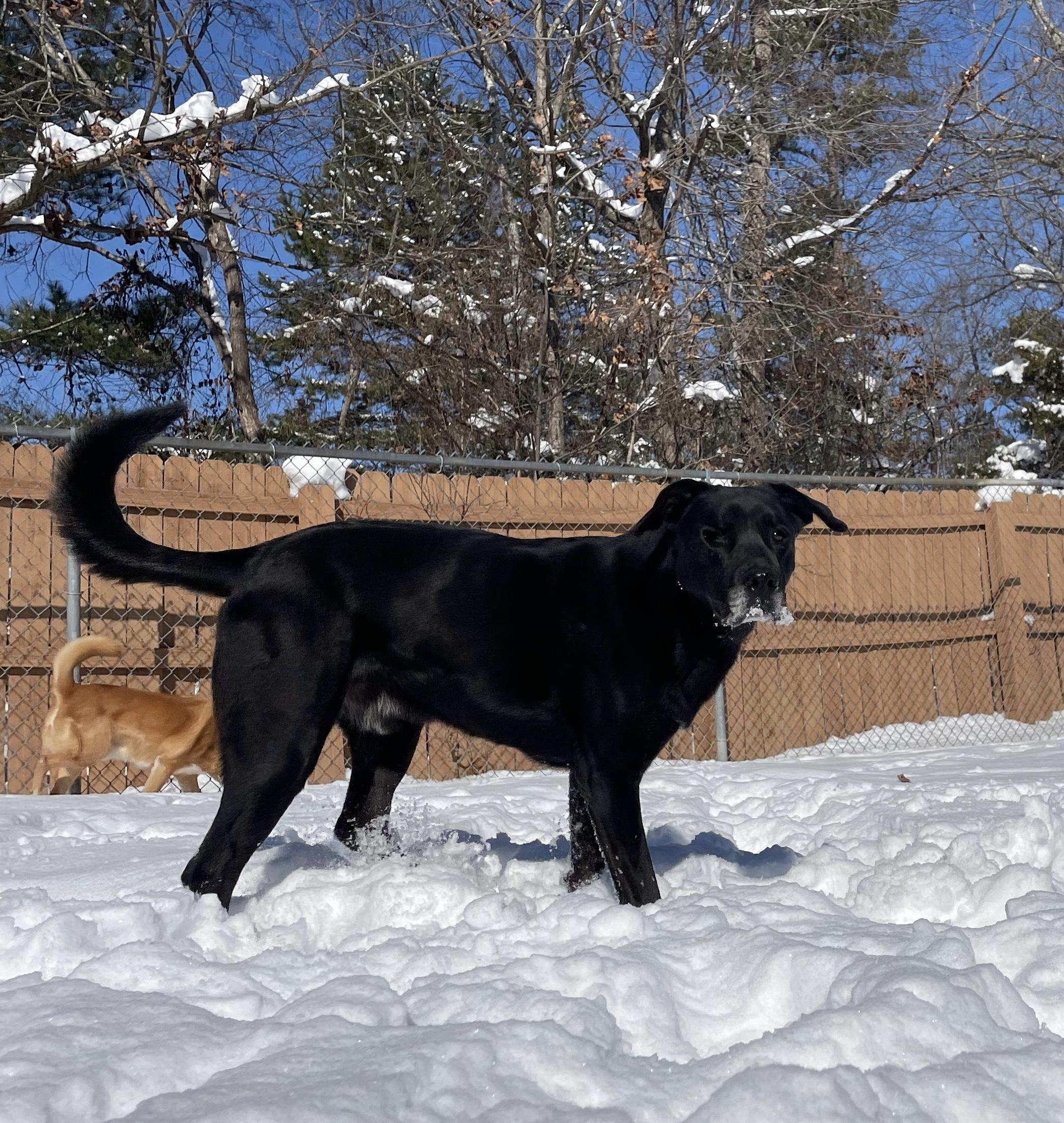 Enlarge Ranger, a ADOPTABLE Black Labrador Retriever in Monroe, NC image 3/3