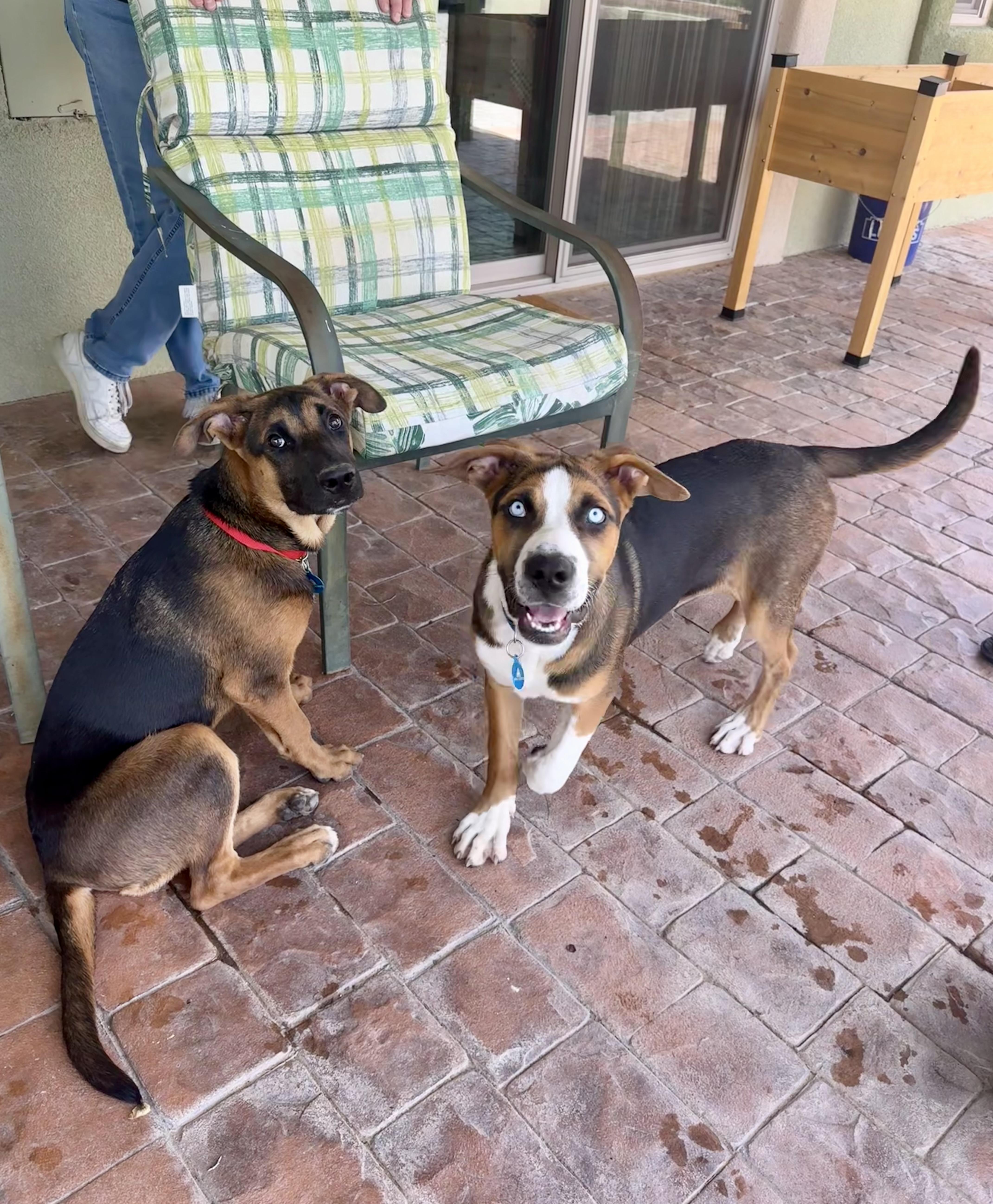 Sadie, Adopted, Young Female Australian Shepherd.