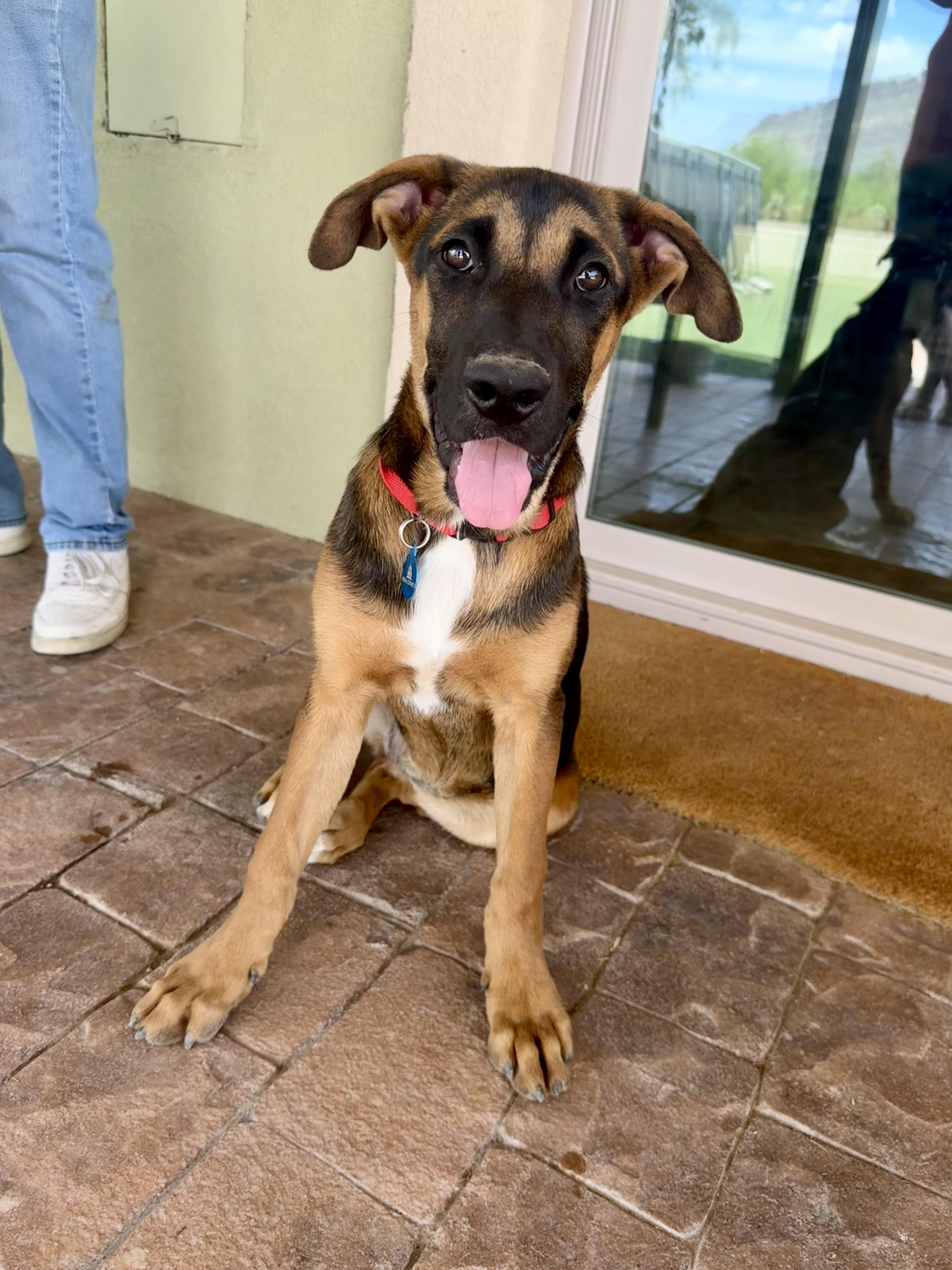 Sadie, a Adopted Australian Shepherd in Tucson, AZ image 3/6