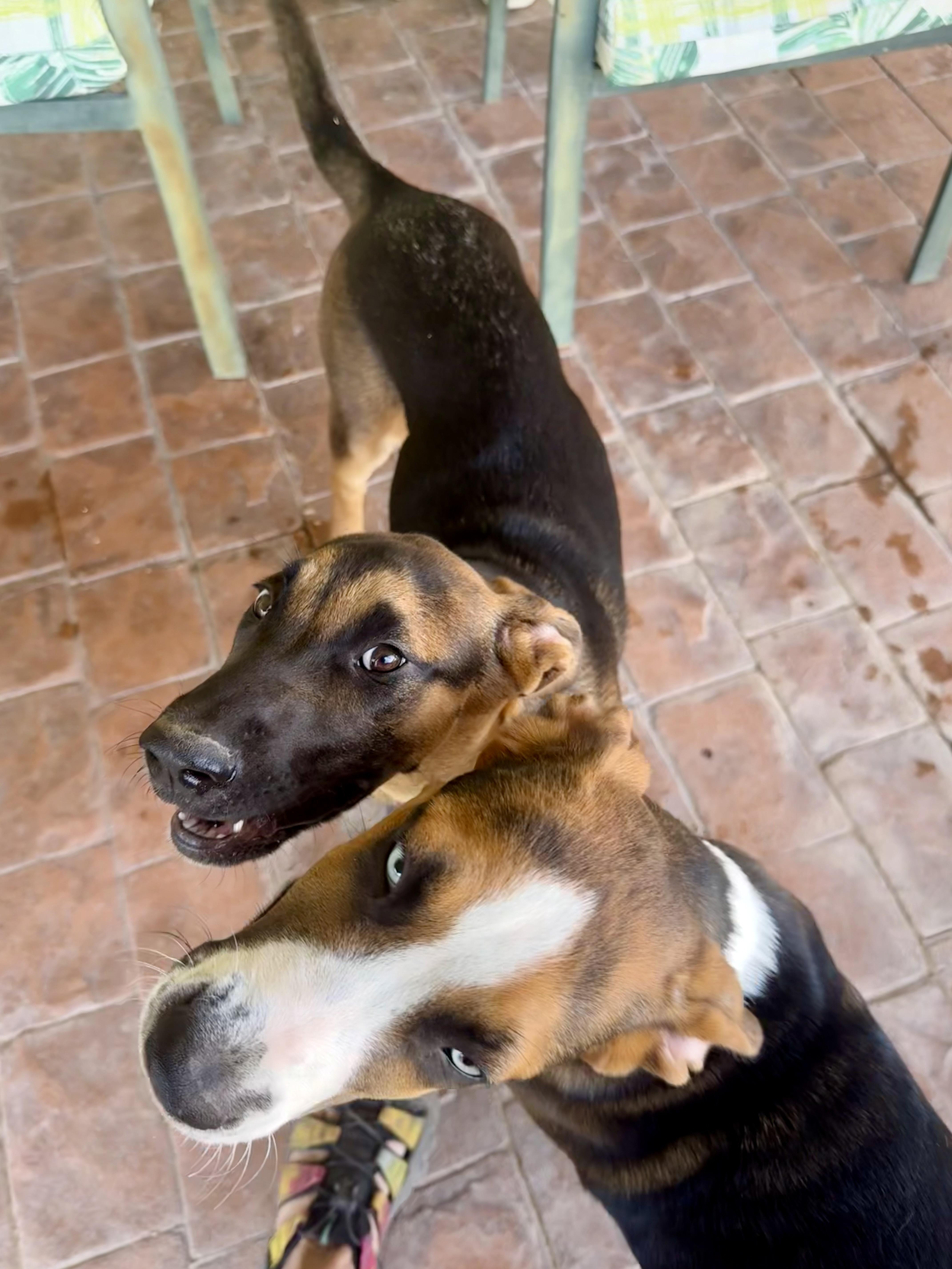 Sadie, a Adopted Australian Shepherd in Tucson, AZ image 4/6