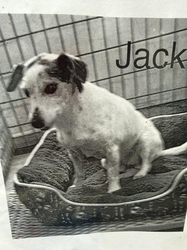 Jack *, Adoptable, Young Male Jack Russell Terrier & Beagle.