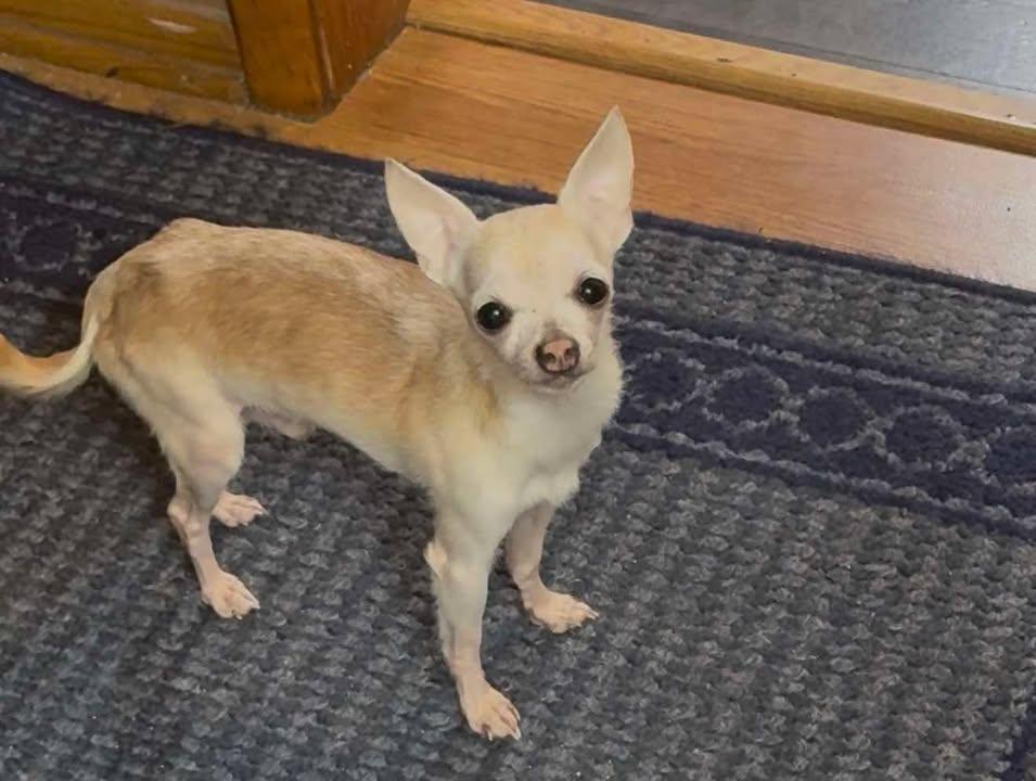Enlarge Nugget, an adopted Chihuahua in New Castle, PA image 5/5