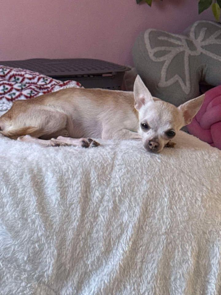 Enlarge Nugget, an adopted Chihuahua in New Castle, PA image 4/5