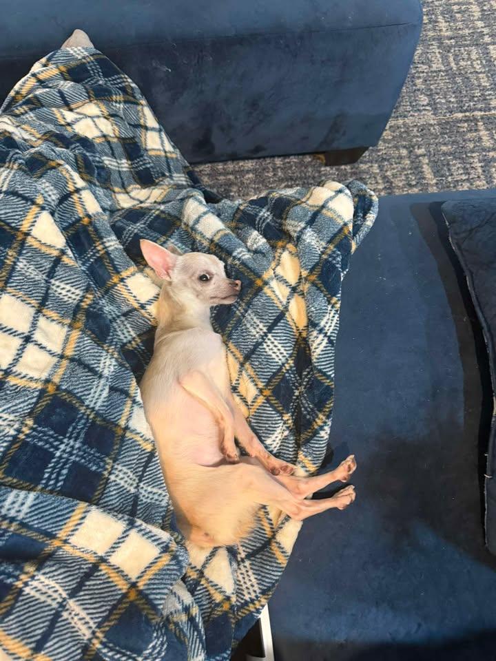 Nugget, adopted, Adult Male Chihuahua.
