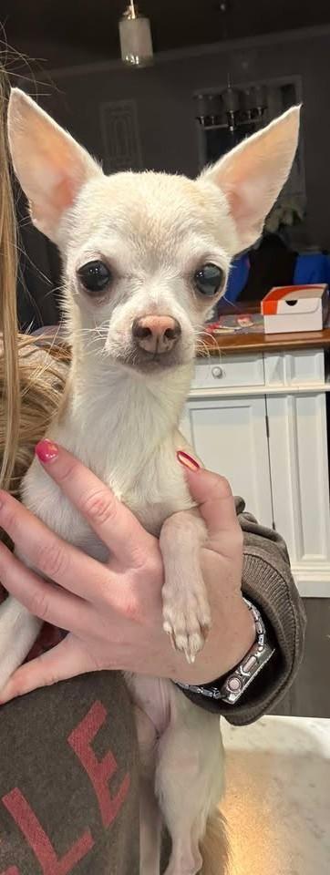 Enlarge Nugget, an adopted Chihuahua in New Castle, PA image 3/5