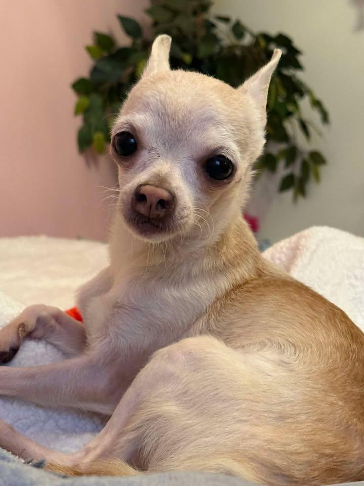 Enlarge Nugget, an adopted Chihuahua in New Castle, PA image 2/5