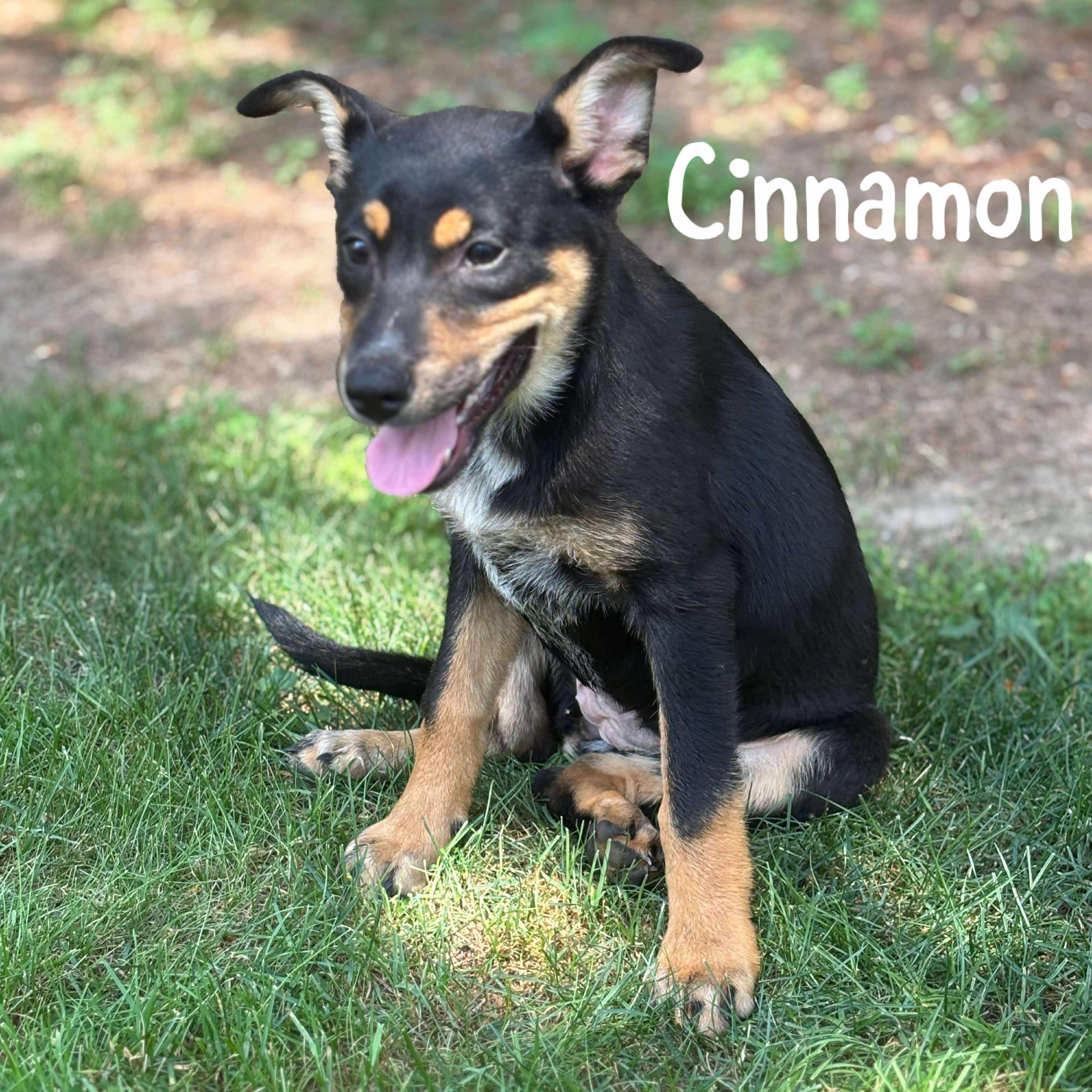 Cinnamon