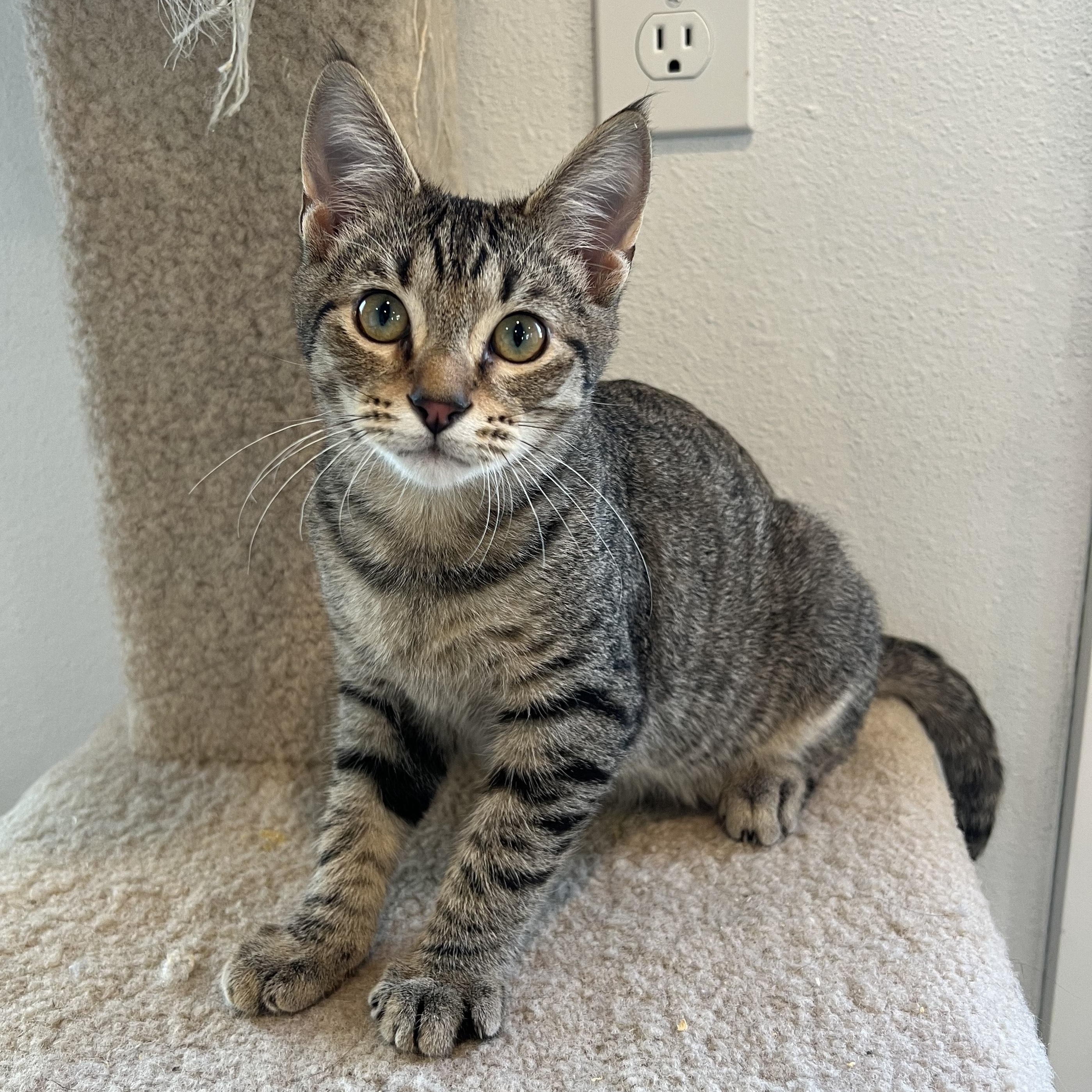 Palamedes, Adoptable, Young Male Domestic Medium Hair.
