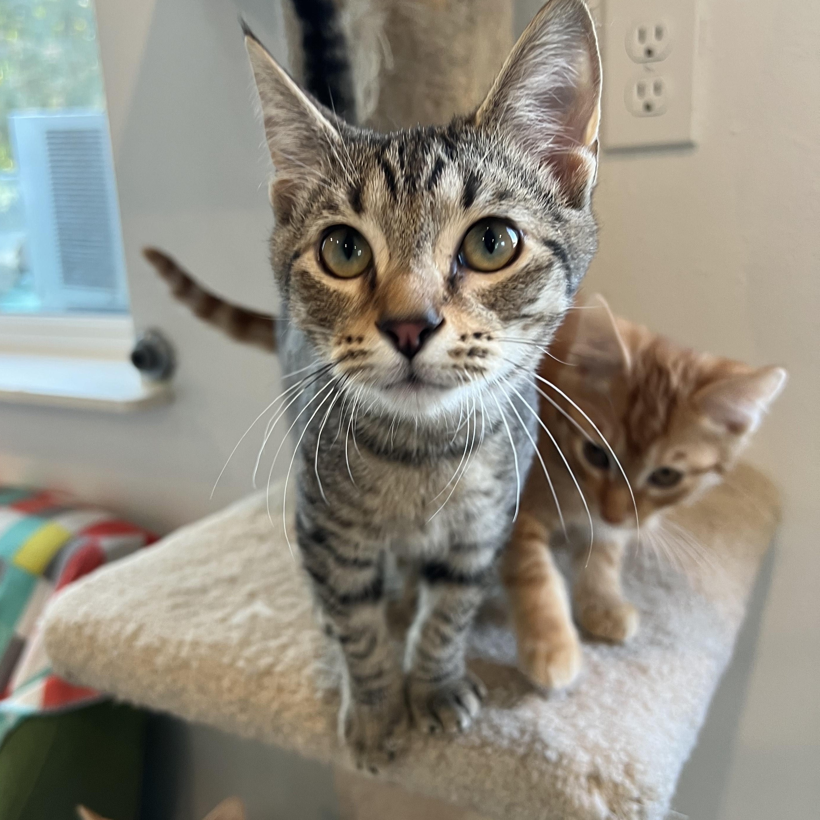 Enlarge Palamedes, a Adoptable Domestic Medium Hair in Bonners Ferry, ID image 2/2