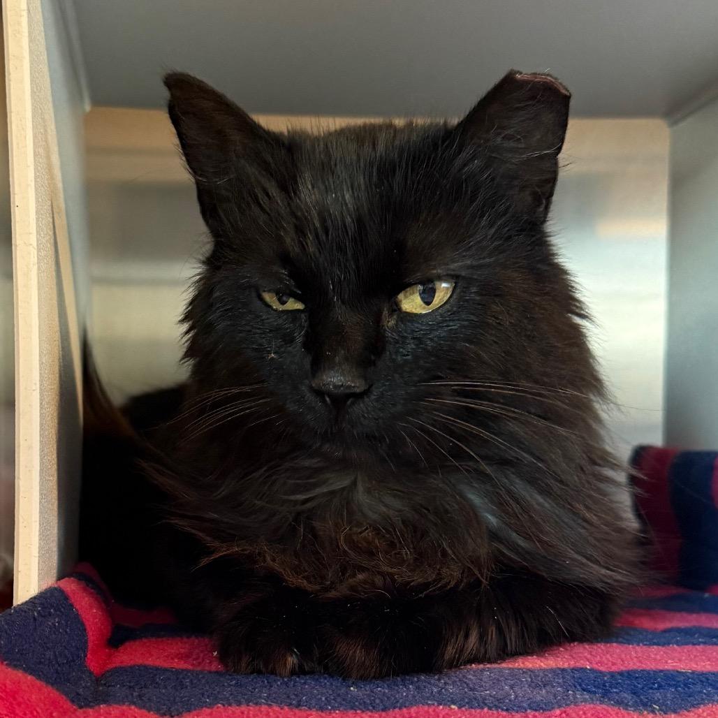 Moira Rose is at Petsmart GJ, Adoptable, Adult Female Domestic Long Hair.