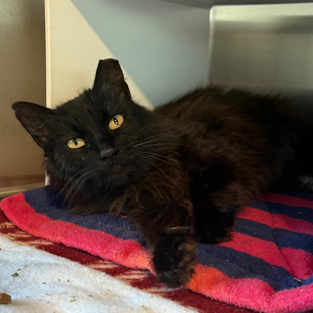 Enlarge Moira Rose is at Petsmart GJ, a Adoptable Domestic Long Hair in Cedaredge, CO image 3/3