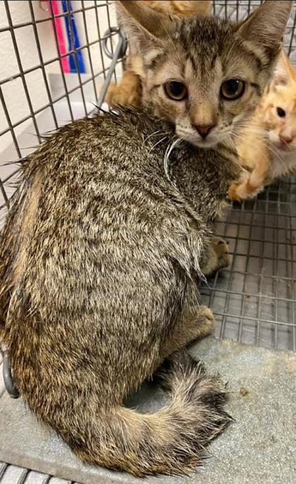 Strawberry, Adoptable, Young Female Domestic Short Hair & Domestic Short Hair.