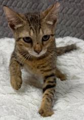 Enlarge Strawberry, a Adoptable mixed breed in Lampasas, TX image 2/2