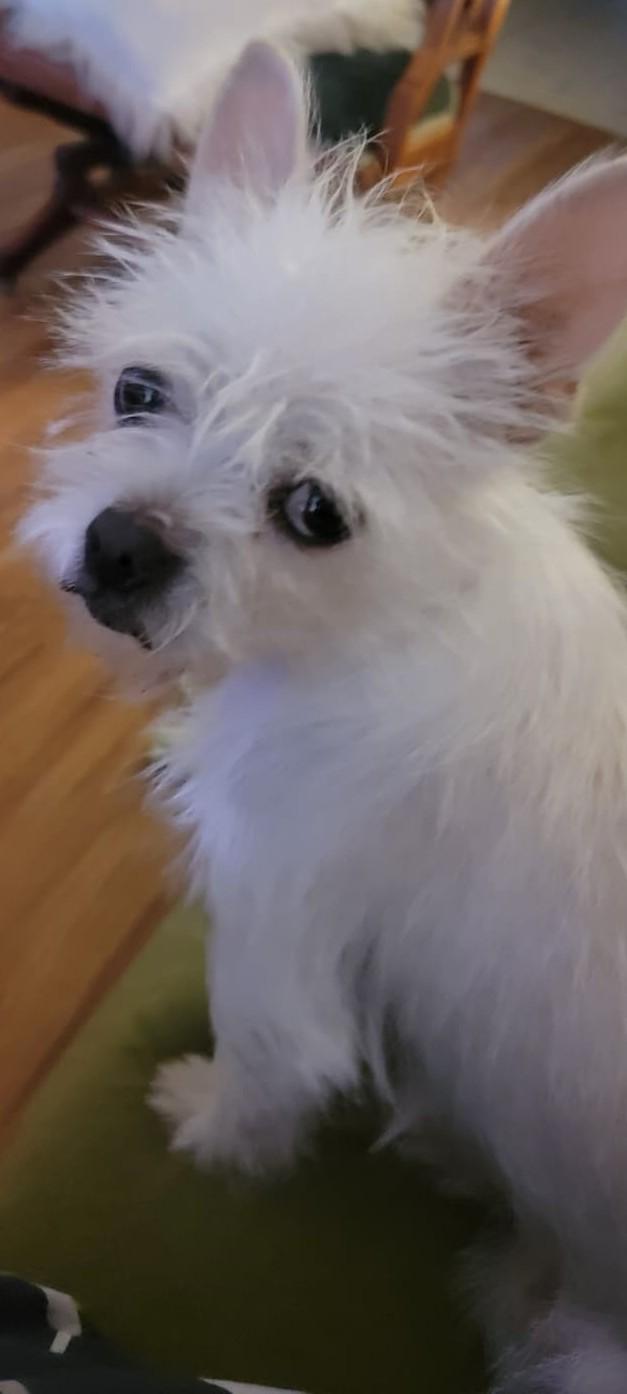 Enlarge Luna, a ADOPTABLE Maltese in Petaluma, CA image 4/4