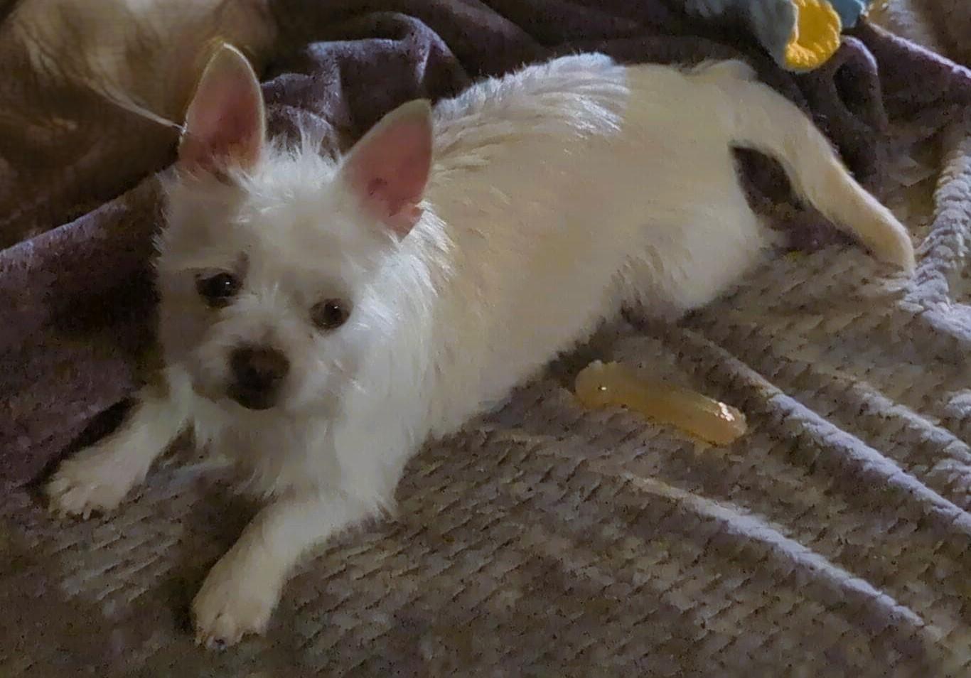 Enlarge Luna, a ADOPTABLE Maltese in Petaluma, CA image 2/4