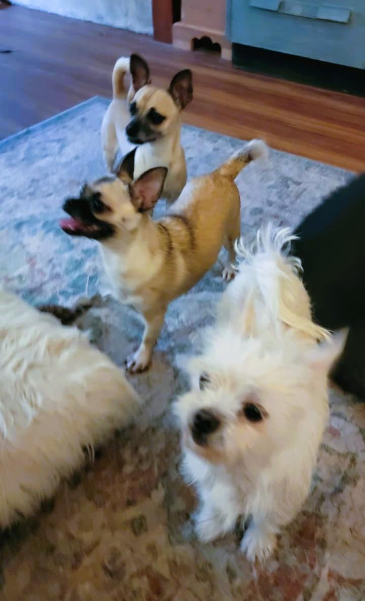 Enlarge Luna, a ADOPTABLE Maltese in Petaluma, CA image 3/4