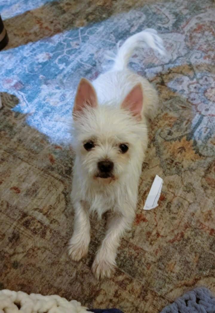 Enlarge Luna, a ADOPTABLE Maltese in Petaluma, CA image 1/4