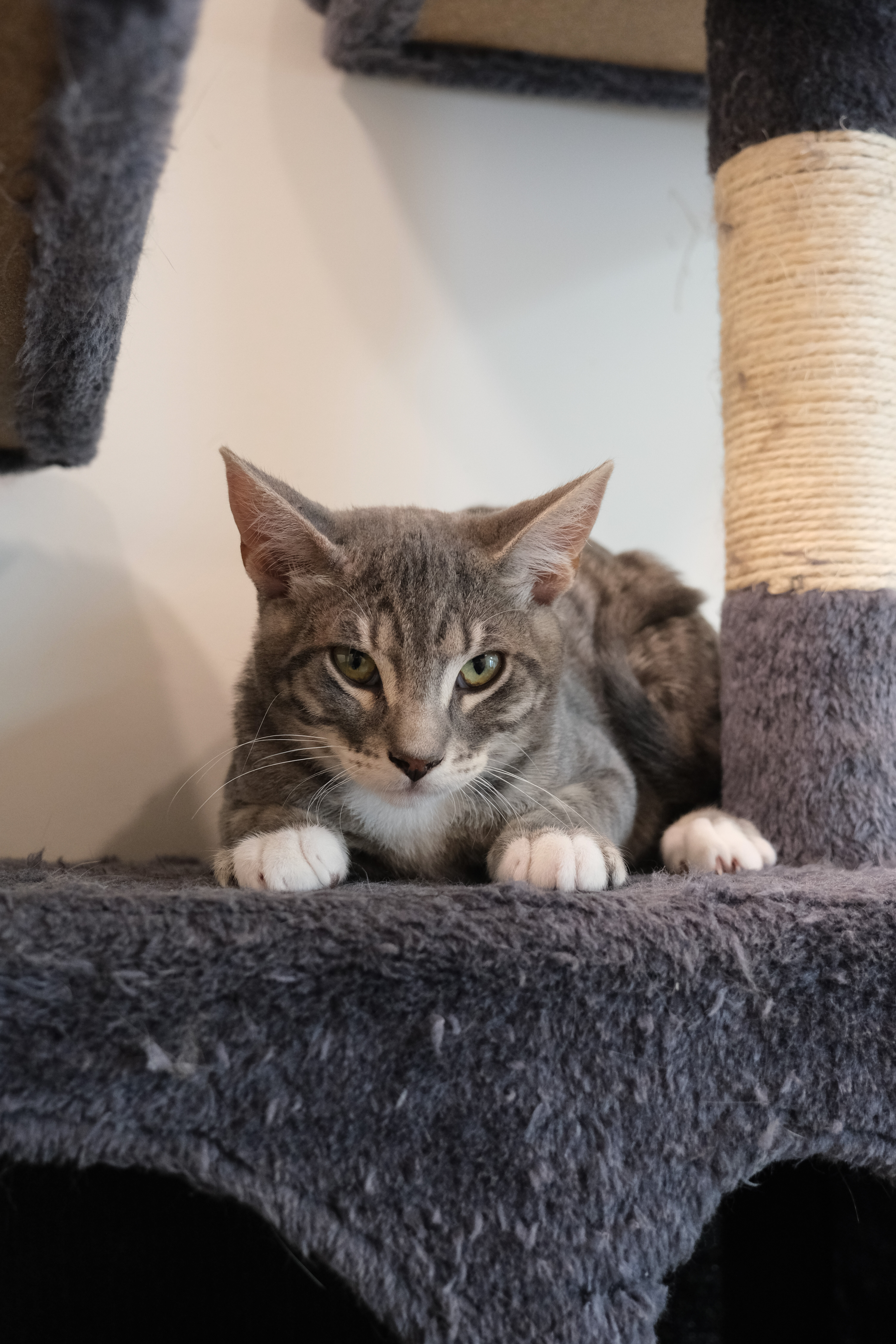 Oscar, a Adoptable mixed breed in Newport Beach, CA image 2/2