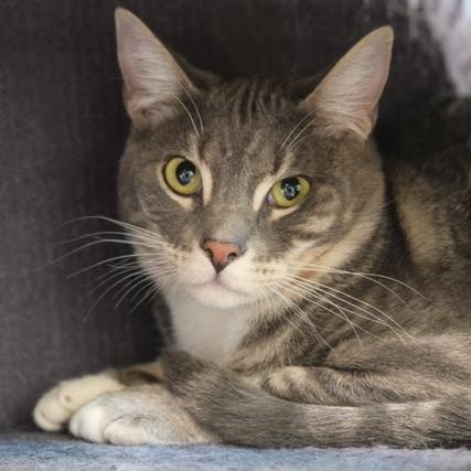 Oscar, a Adoptable mixed breed in Newport Beach, CA image 1/2