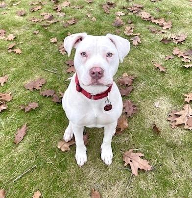 Mary, Adoptable, Puppy Female Pit Bull Terrier.