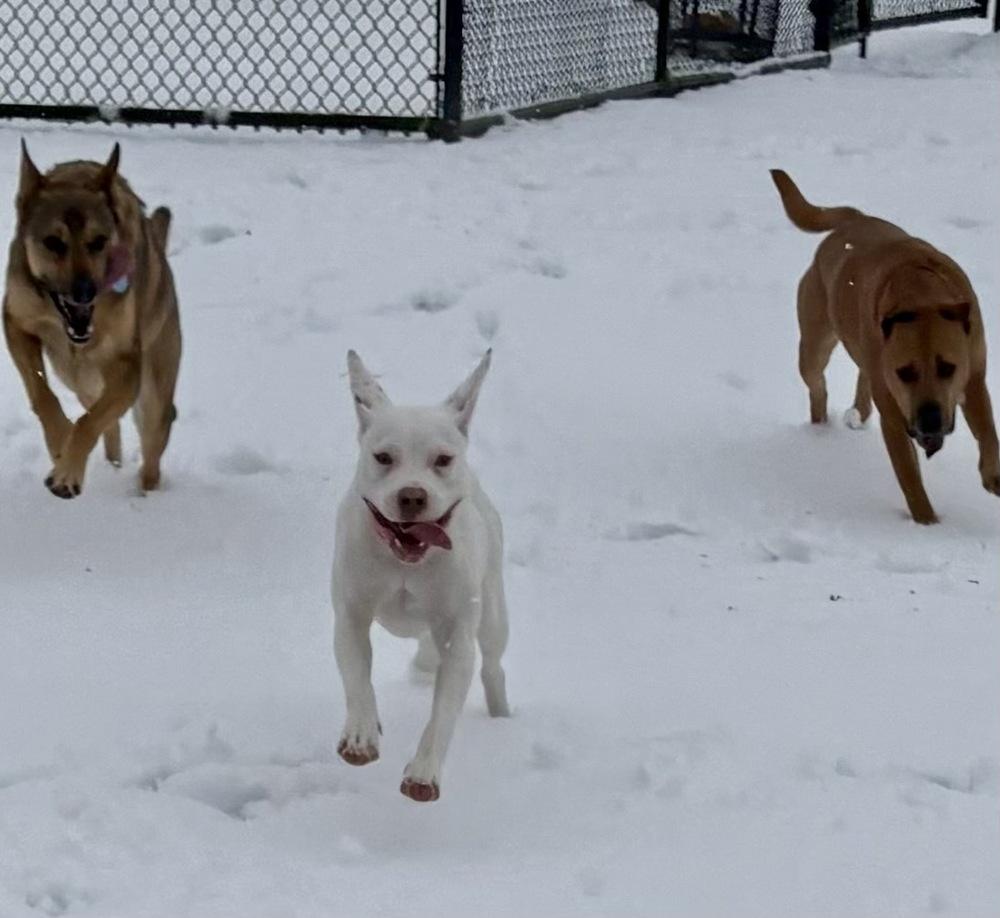 Enlarge Mary, a Adoptable mixed breed in Greenlawn, NY image 3/6