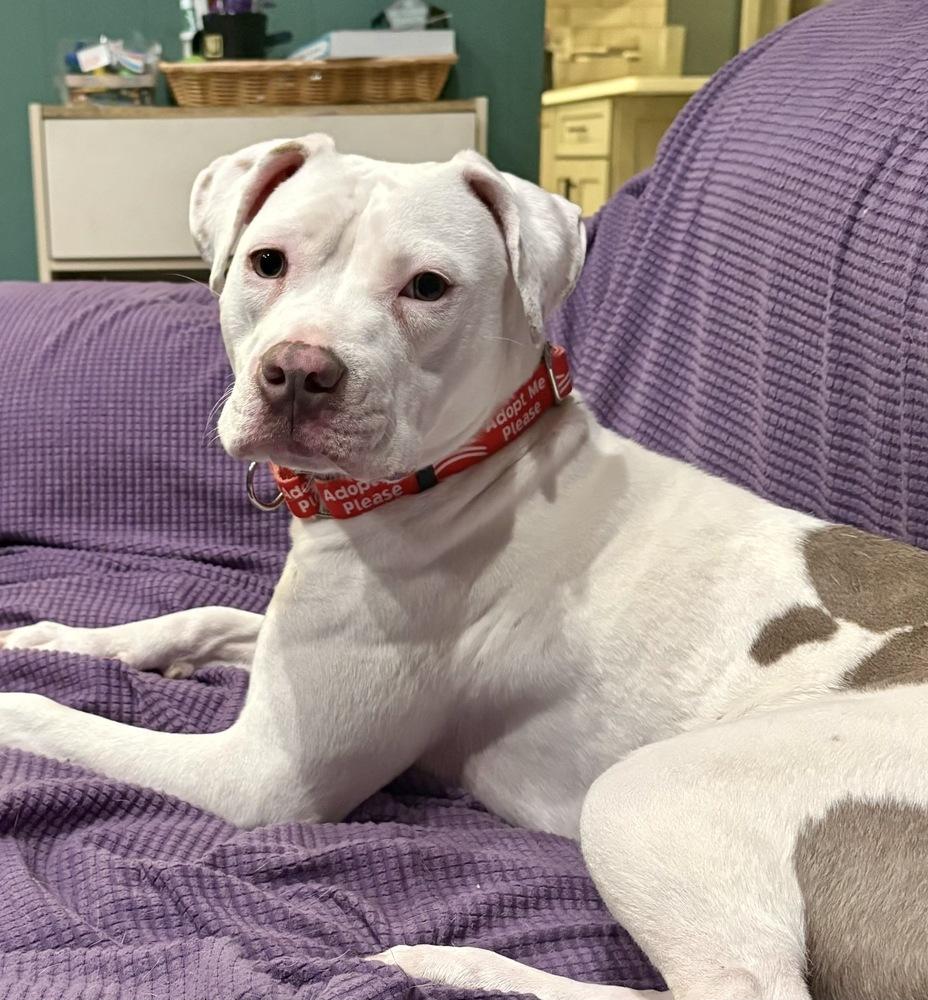 Enlarge Mary, a Adoptable mixed breed in Greenlawn, NY image 4/6