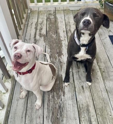 Enlarge Mary, a Adoptable mixed breed in Greenlawn, NY image 6/6