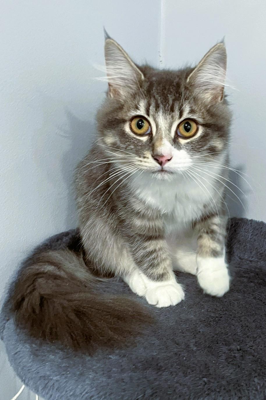 Enlarge Jillian, an adopted Tabby in Markdale, ON image 1/3