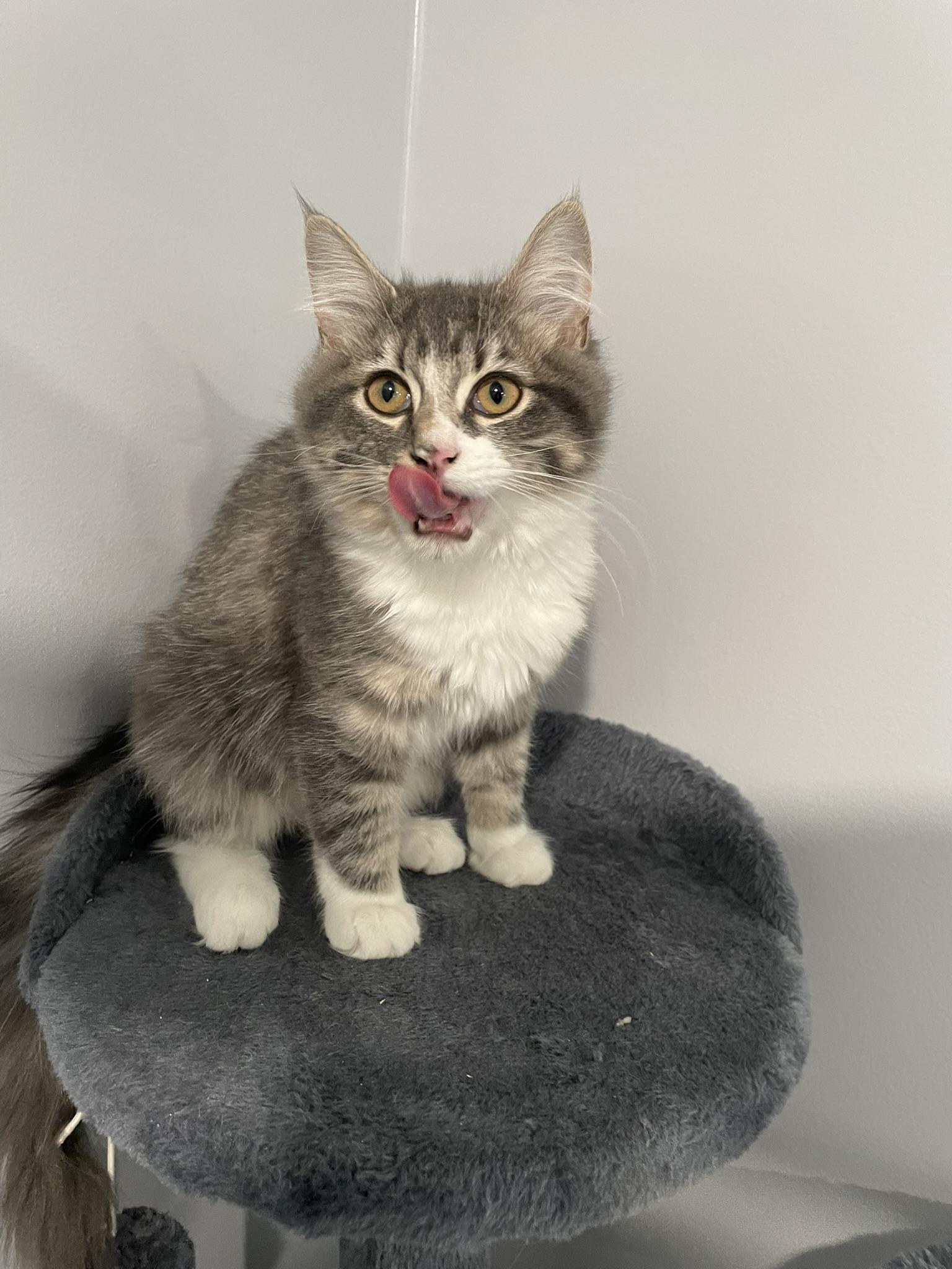 Enlarge Jillian, an adopted Tabby in Markdale, ON image 2/3