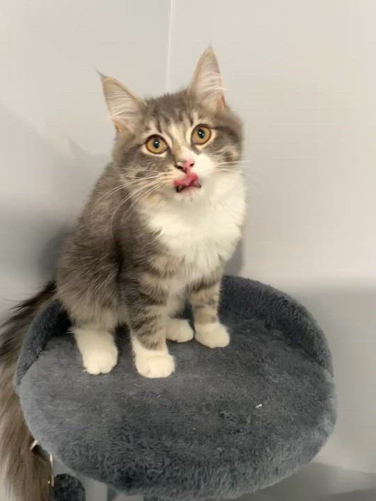 Enlarge Jillian, an adopted Tabby in Markdale, ON video 3/3