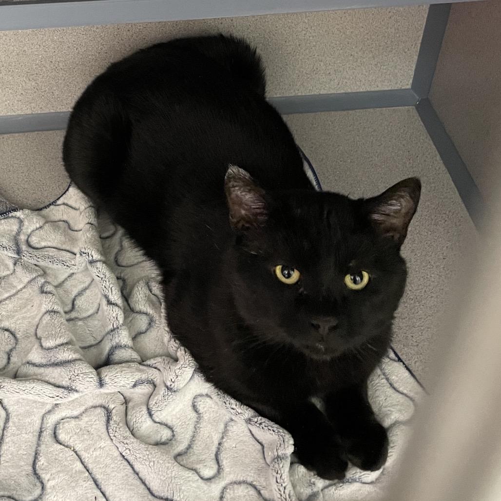 Limp Bizkit, a Adoptable Domestic Short Hair in North Battleford, SK image 1/2