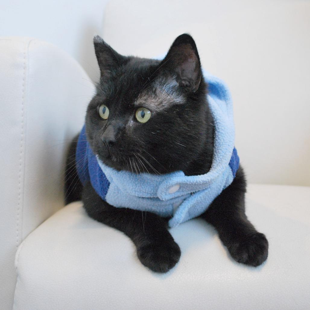 Enlarge Limp Bizkit, a Adoptable Domestic Short Hair in North Battleford, SK image 1/5