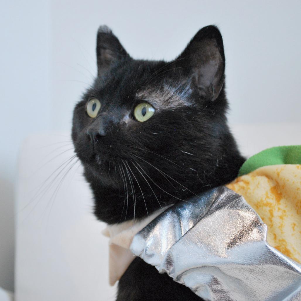 Enlarge Limp Bizkit, a Adoptable Domestic Short Hair in North Battleford, SK image 2/5