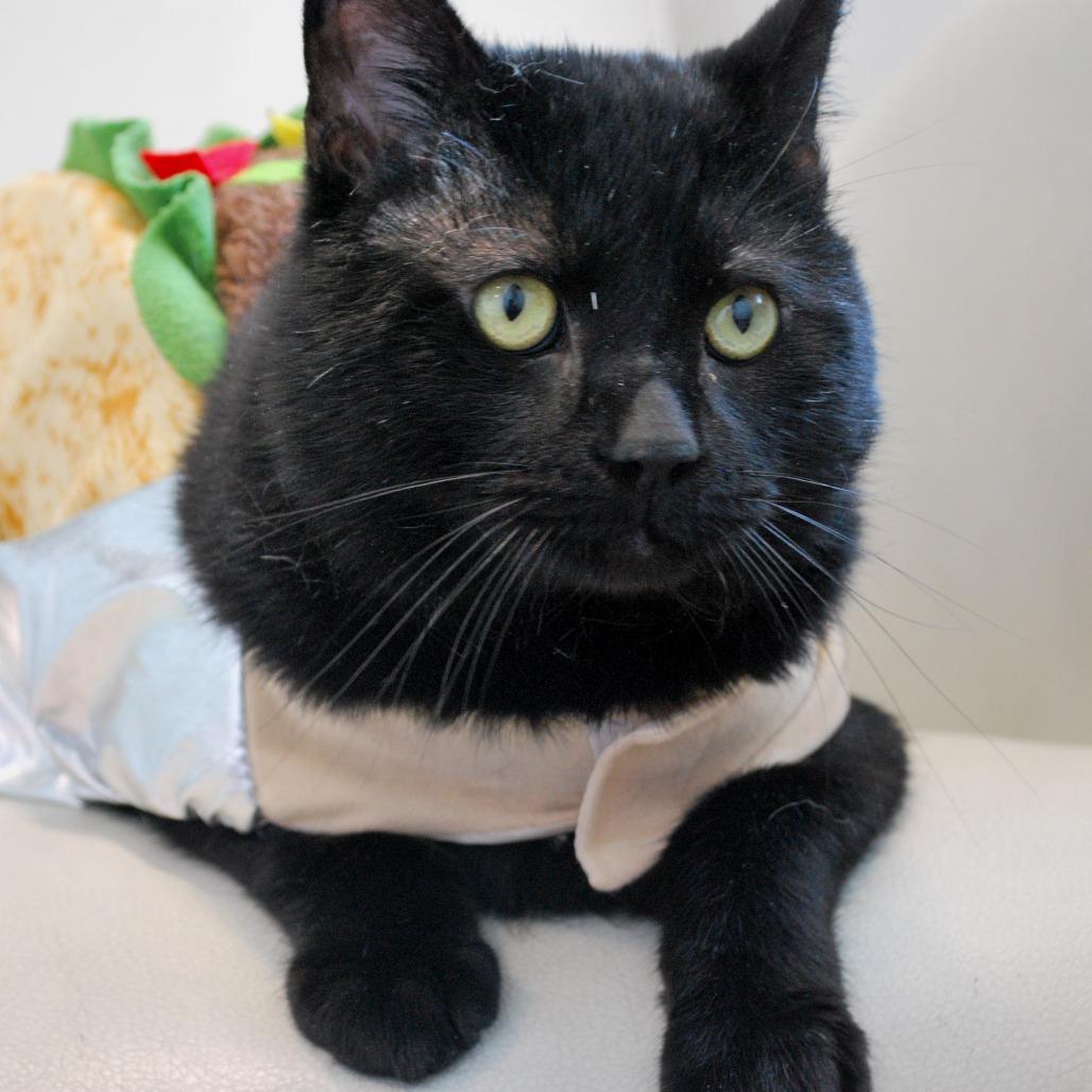 Enlarge Limp Bizkit, a Adoptable Domestic Short Hair in North Battleford, SK image 3/5