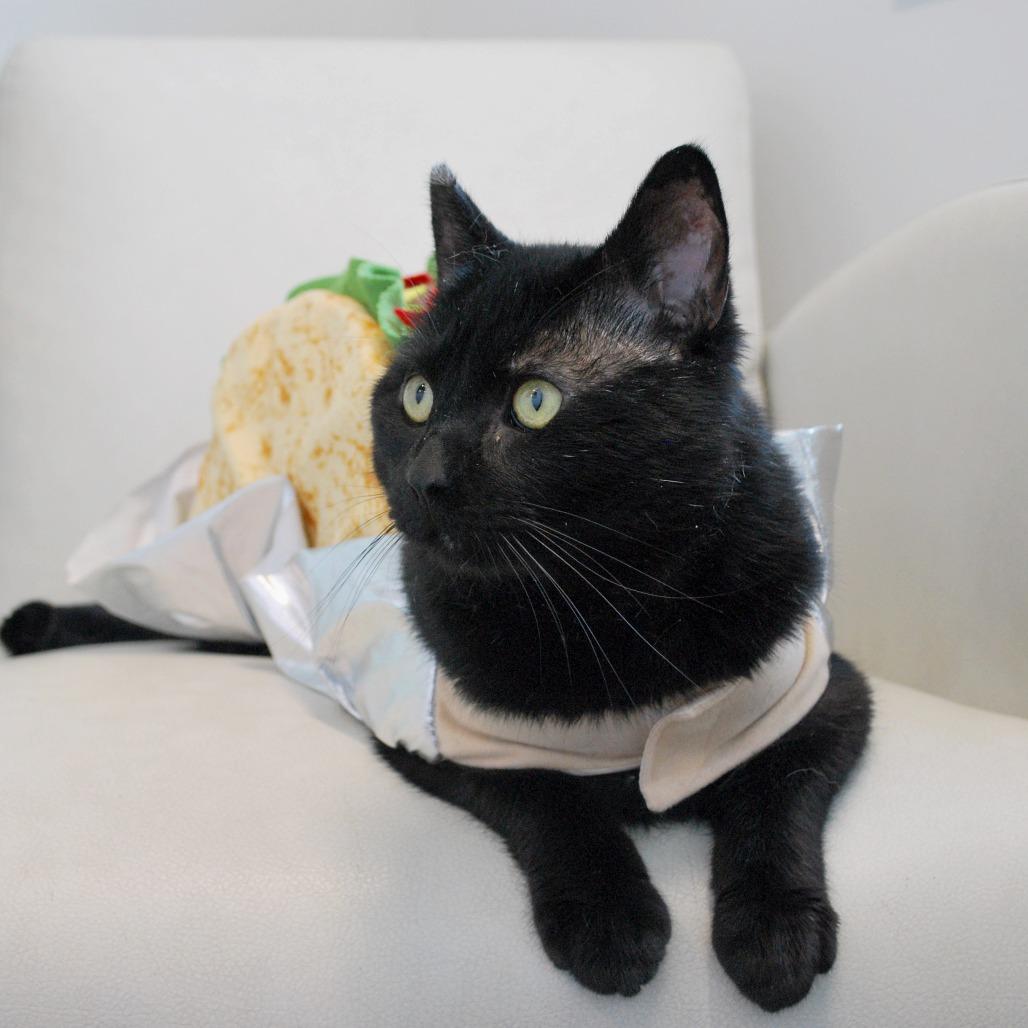 Enlarge Limp Bizkit, a Adoptable Domestic Short Hair in North Battleford, SK image 4/5