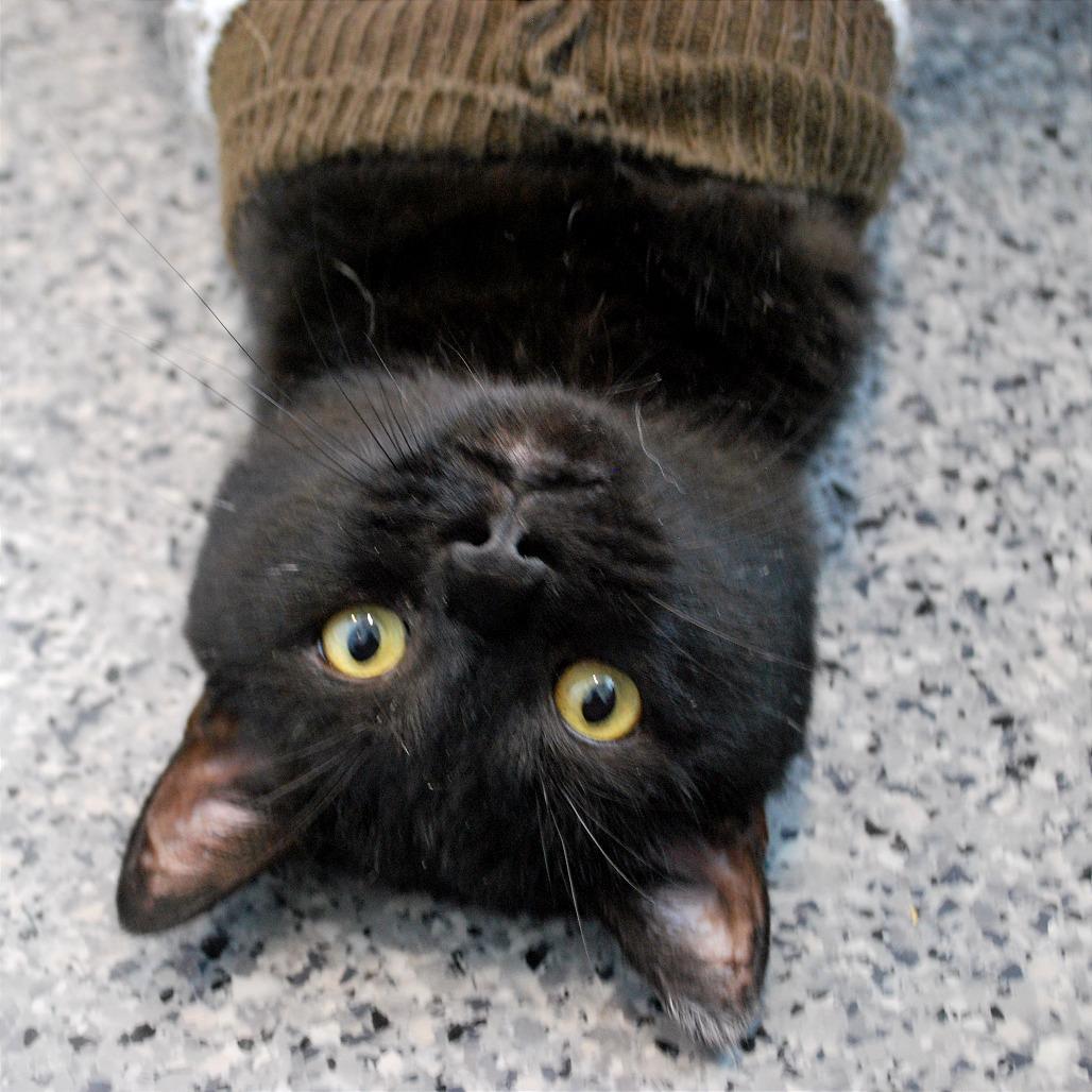 Limp Bizkit, a Adoptable Domestic Short Hair in North Battleford, SK image 5/5