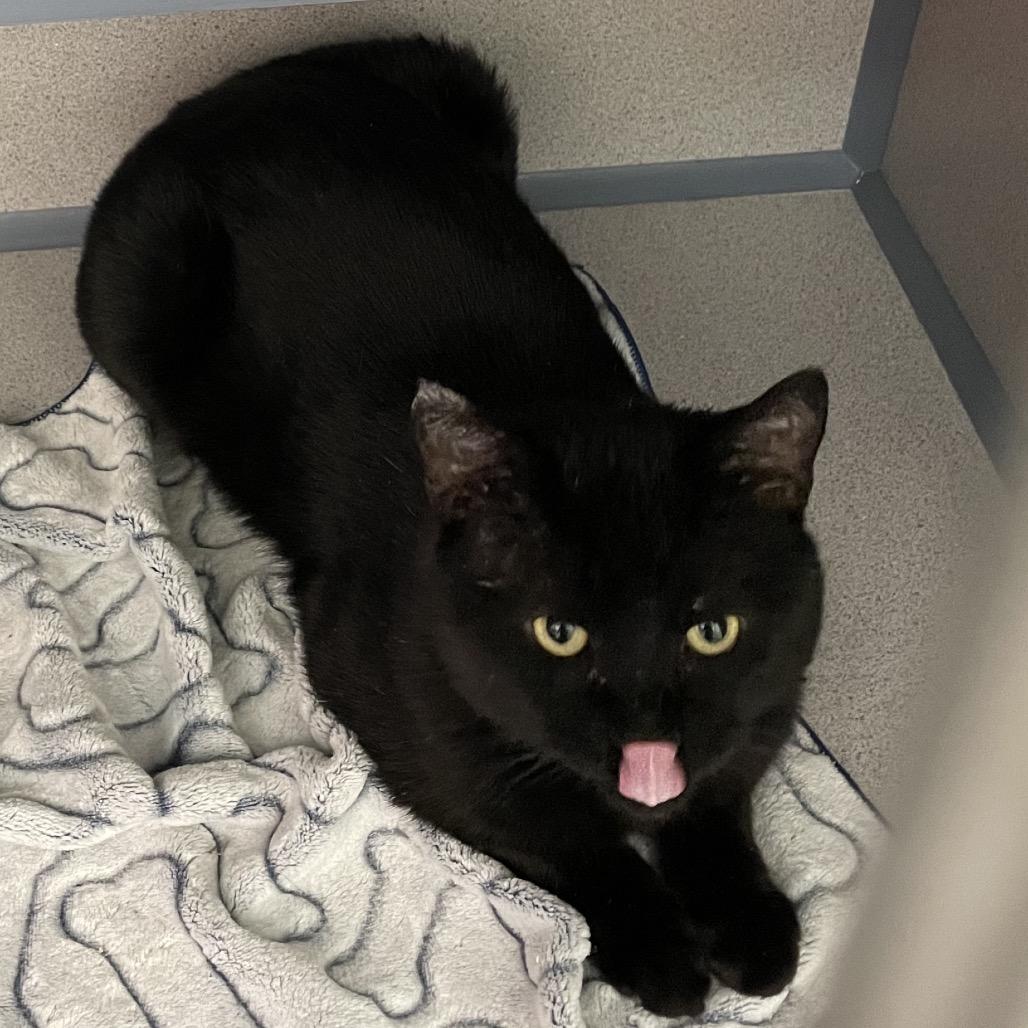 Limp Bizkit, a Adoptable Domestic Short Hair in North Battleford, SK image 2/2