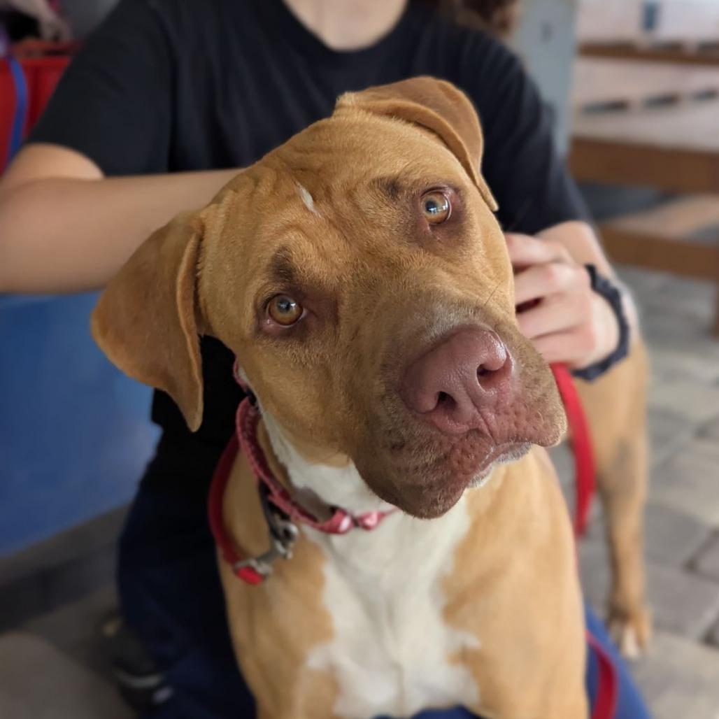 Enlarge Bertha, a Adoptable mixed breed in Ocala, FL image 1/5