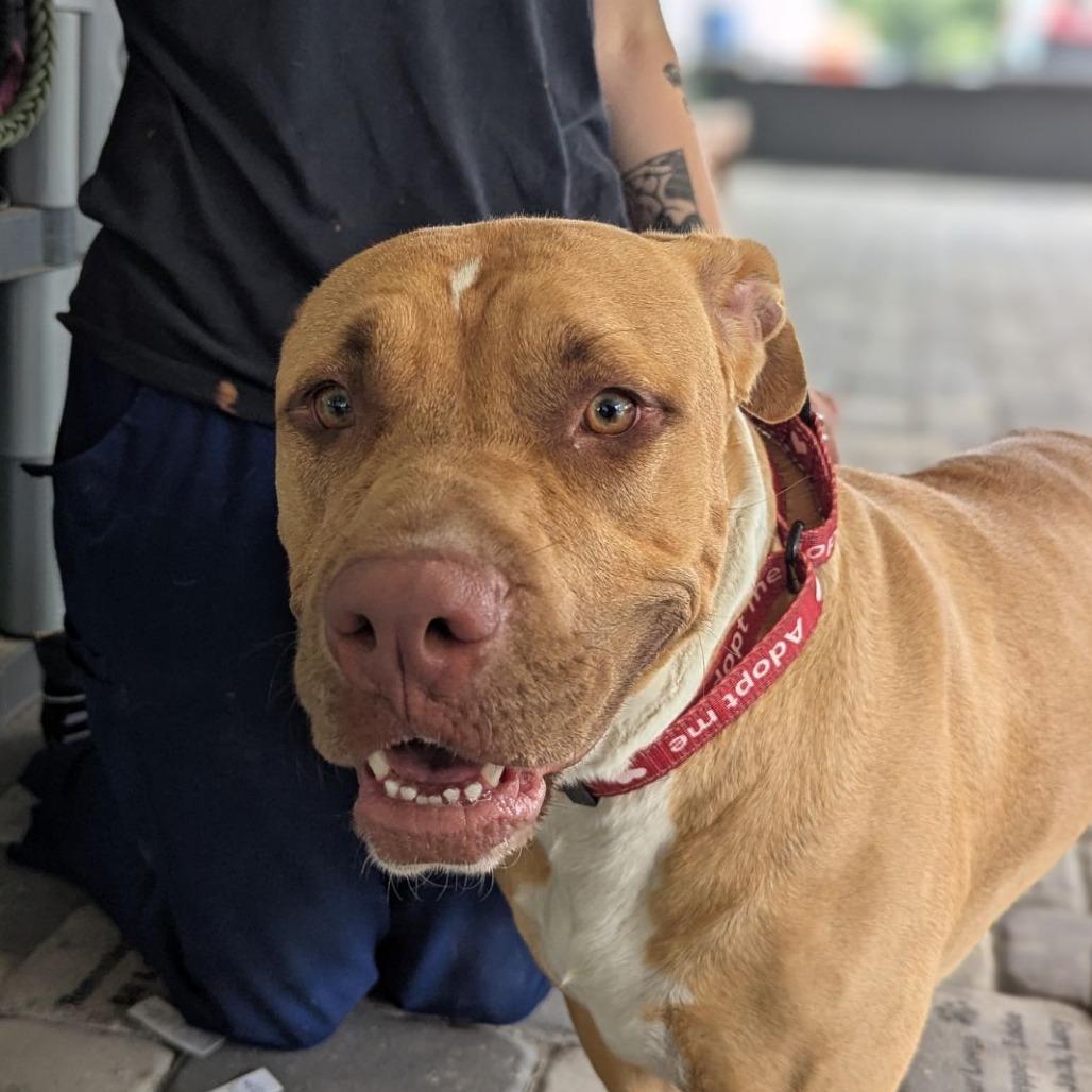 Enlarge Bertha, a Adoptable mixed breed in Ocala, FL image 4/5