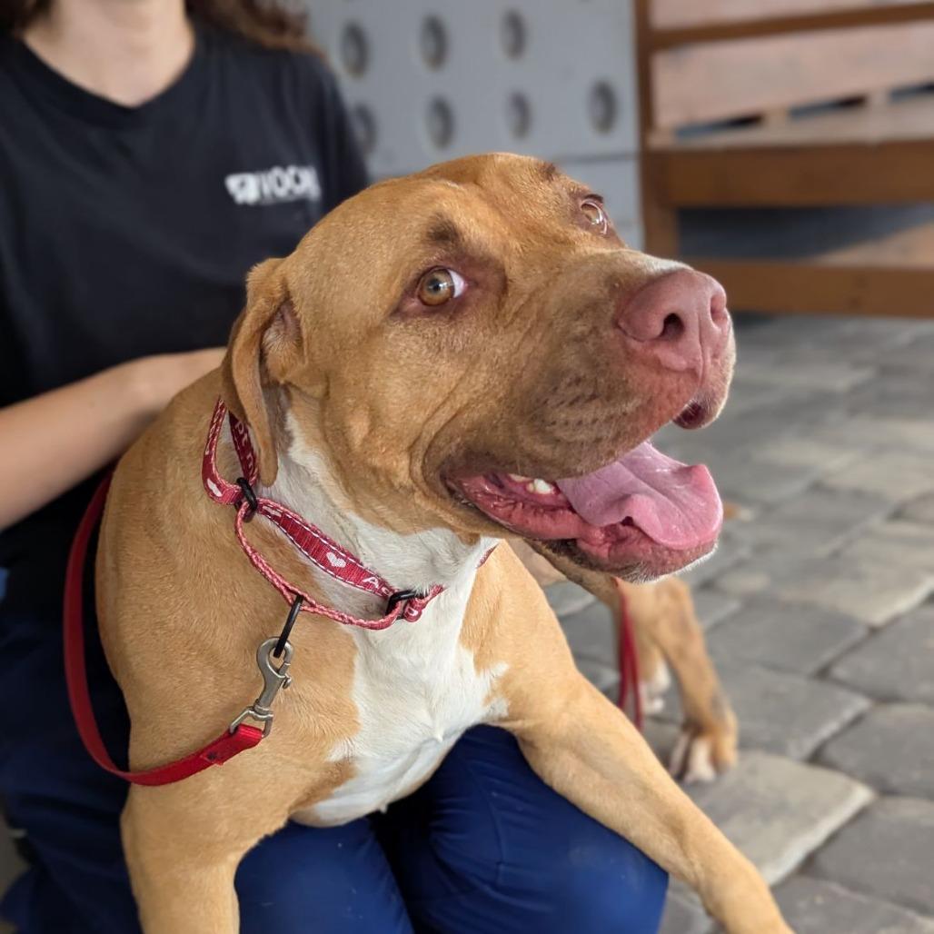 Enlarge Bertha, a Adoptable mixed breed in Ocala, FL image 2/5
