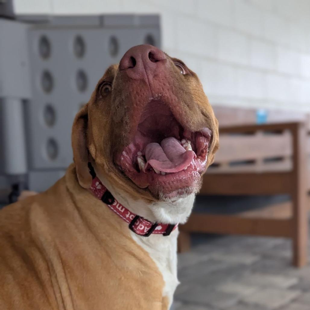 Enlarge Bertha, a Adoptable mixed breed in Ocala, FL image 5/5