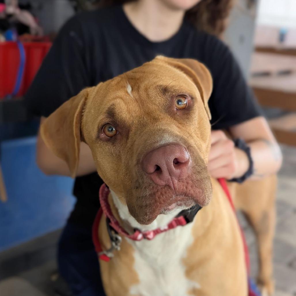 Enlarge Bertha, a Adoptable mixed breed in Ocala, FL image 3/5