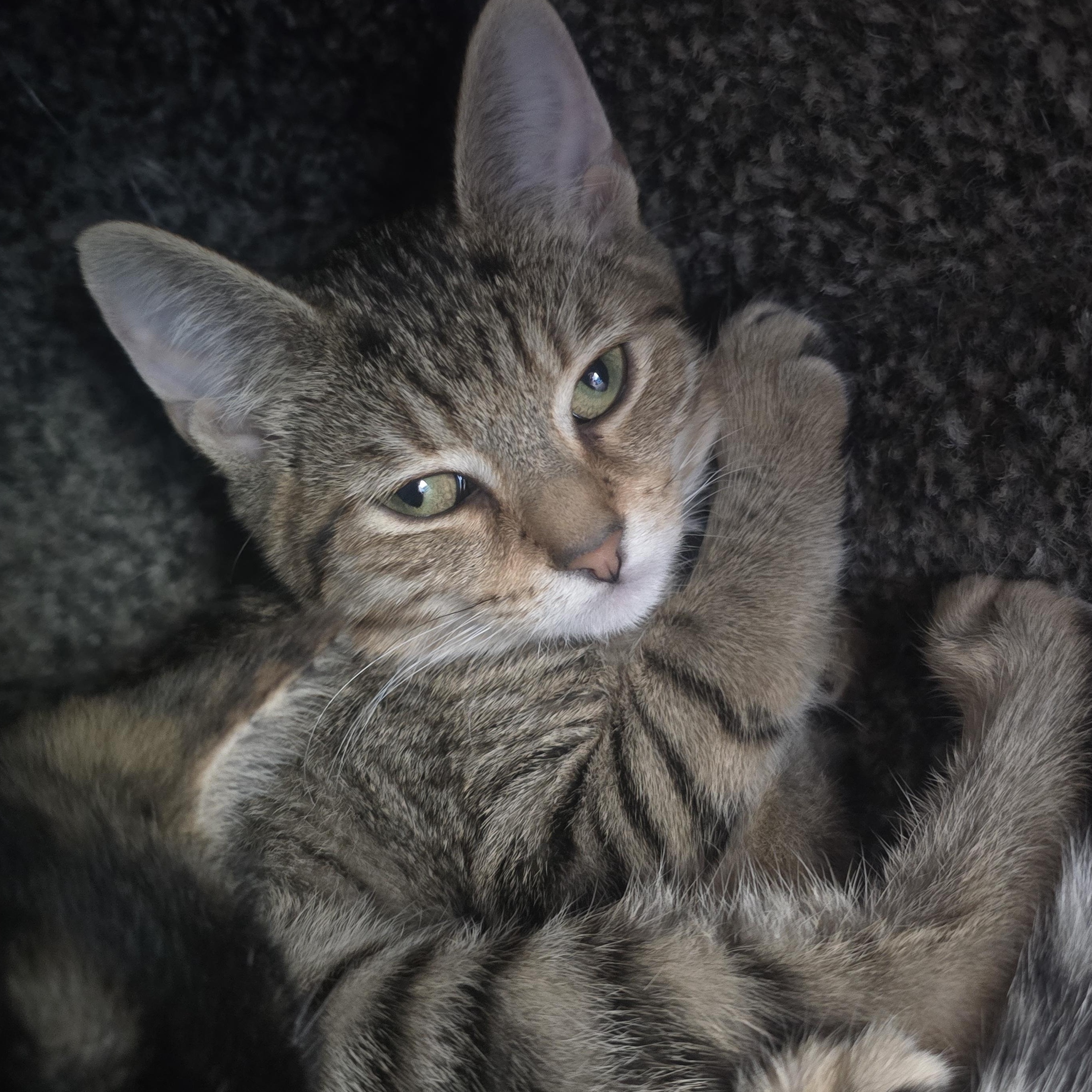 Enlarge Evelyn, a ADOPTABLE Domestic Short Hair in Farmington, MO image 1/1