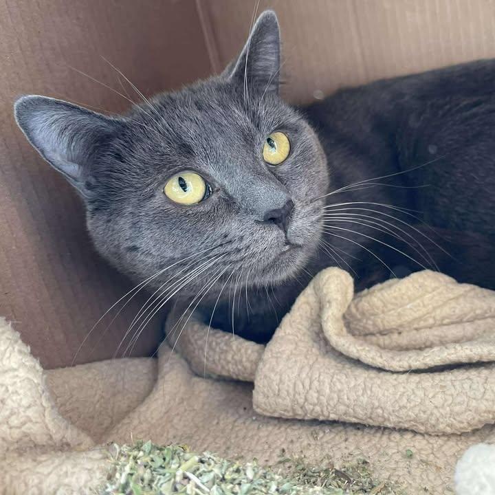 Neo, ADOPTABLE, Adult Male Domestic Short Hair.